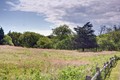 Meadow