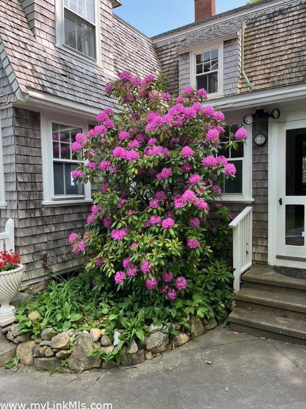 Blooming rhododendron near rear door